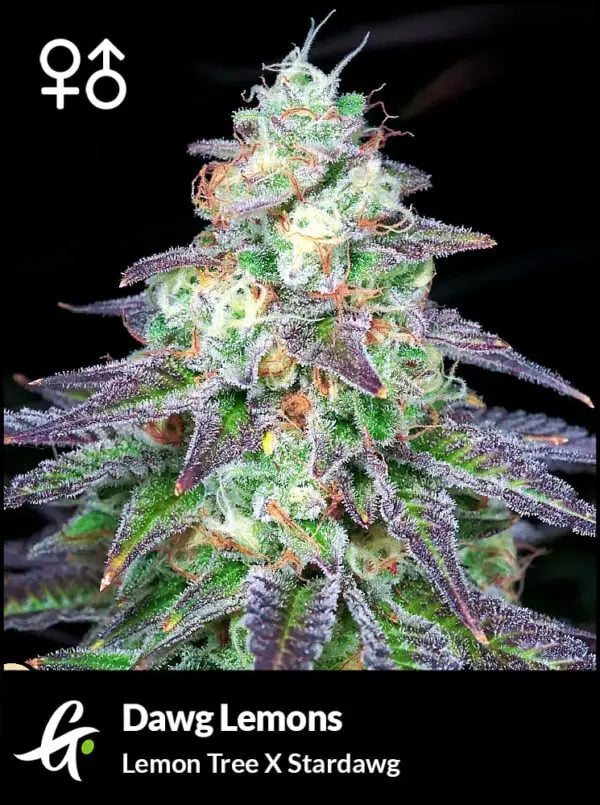 Dawg Lemons - Greenpoint Samen 1 (R) Greenpointseeds