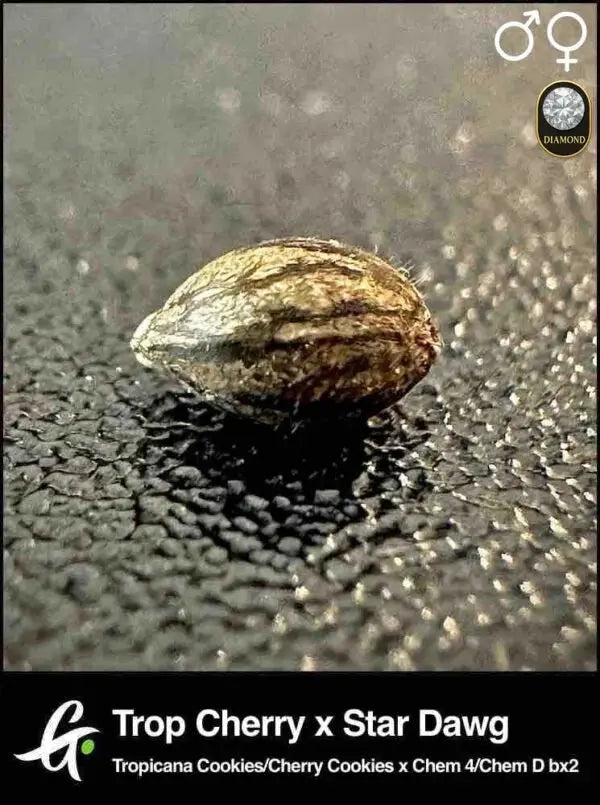 Tropicana Cherry x Stardawg - Greenpoint Samen 1 (R) Greenpointseeds