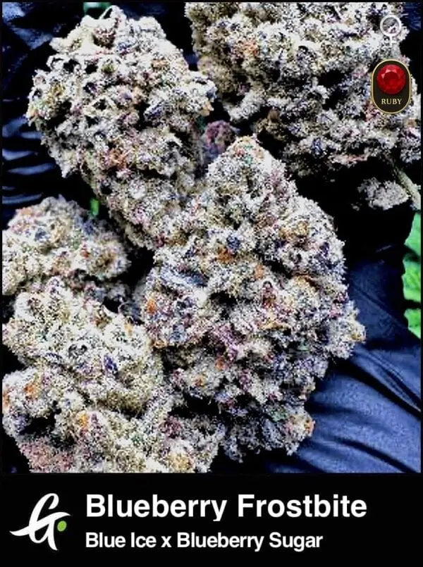 Blueberry Frostbite - Greenpoint Samen 6 (F) Greenpointseeds