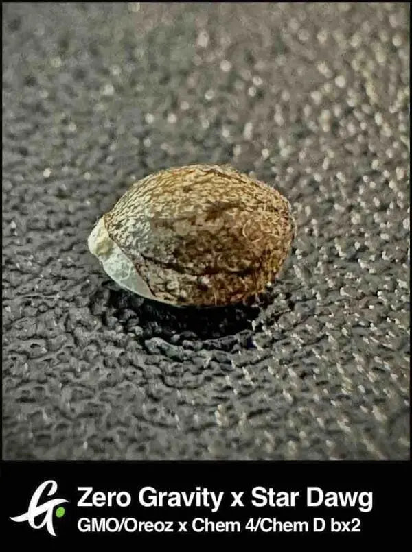Zero Gravity x Stardawg Greenpoint Samen 10(R) - Greenfrogseedbank