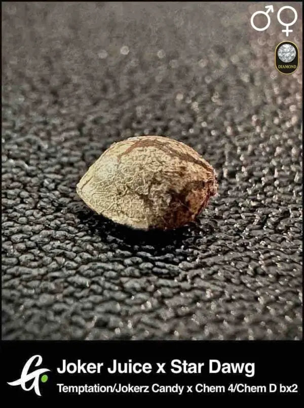 Joker Juice x Stardawg Greenpoint Samen 10(R) Greenpointseeds