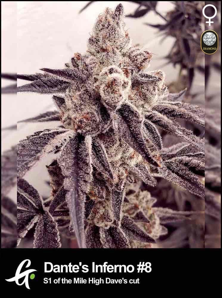 Dante’s Inferno S1 - Greenpoint Samen 6 (F) Greenpointseeds