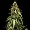 Corkscrew - Tyson 2.0 Royal Queen Seeds Auto 3 Samen (F) Royal Queen Seeds