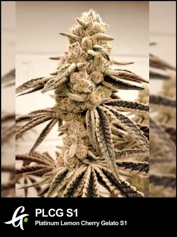 Platinum Lemon Cherry Gelato S1 - Greenpoint 3 Samen (F) Greenpointseeds