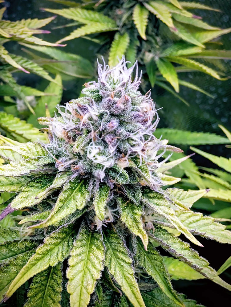 Apple Crumble (Apple Fritter x Oreoz) - Greenpoint 5 Samen (F) Greenpointseeds