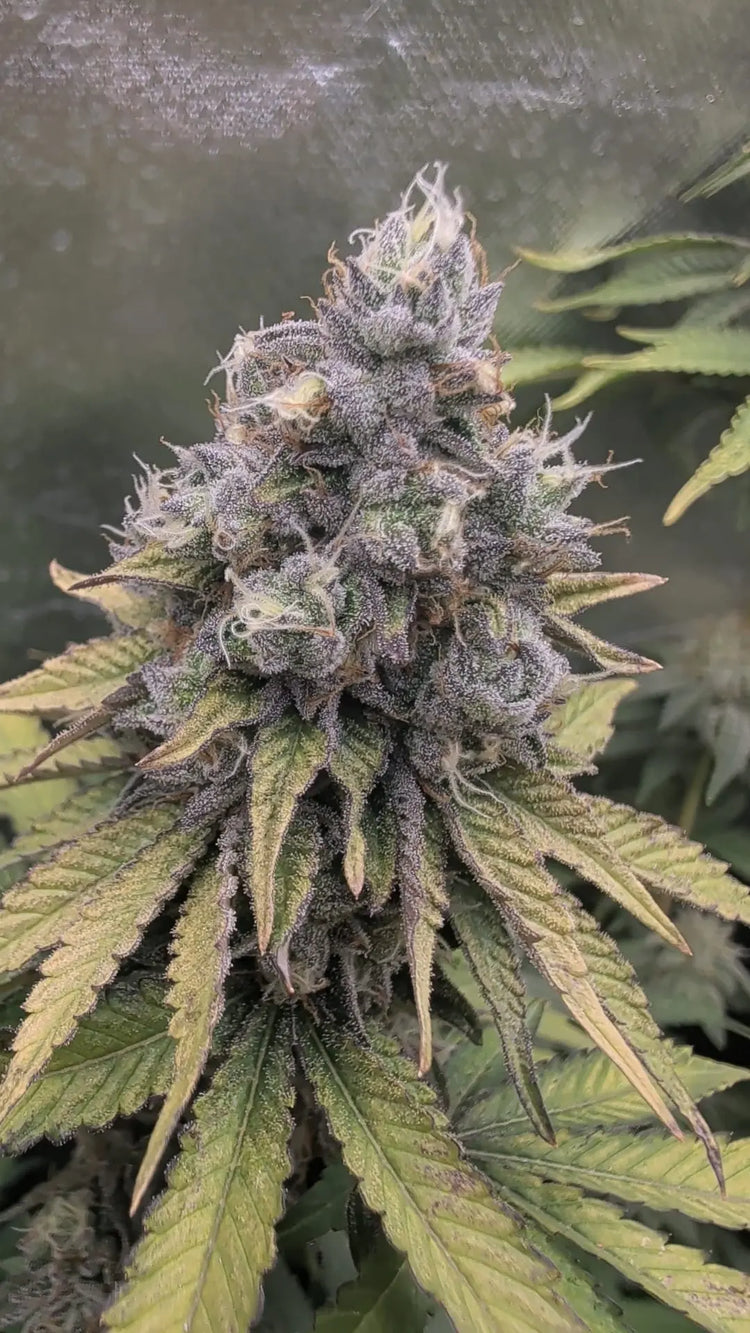 Apple Crumble (Apple Fritter x Oreoz) - Greenpoint 5 Samen (F) Greenpointseeds