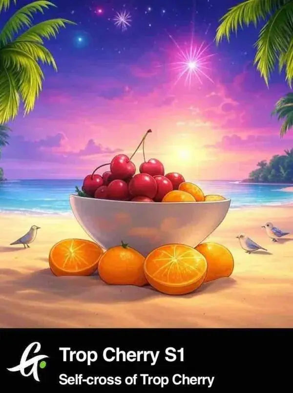 Trop Cherry S1 - Greenpoint 1 Samen (F) Greenpointseeds