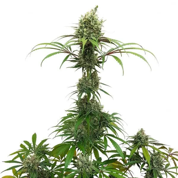 AMG - Royal Queen Seeds 3 Samen (F) Royal Queen Seeds