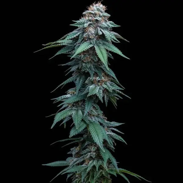 Amnesia Haze - Royal Queen Seeds 3 Samen (F) Royal Queen Seeds