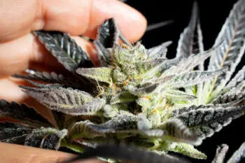 Apple & Bananas - Kannabia 10+3 Samen (F) Kannabia