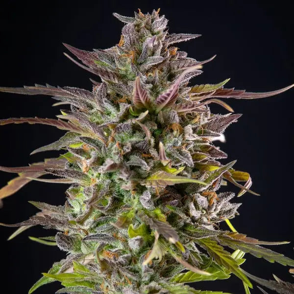 Cookies Gelato - Royal Queen Seeds 3 Samen (F) Royal Queen Seeds