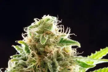 Cookies Haze - Kannabia 3+1 Samen (F) Kannabia