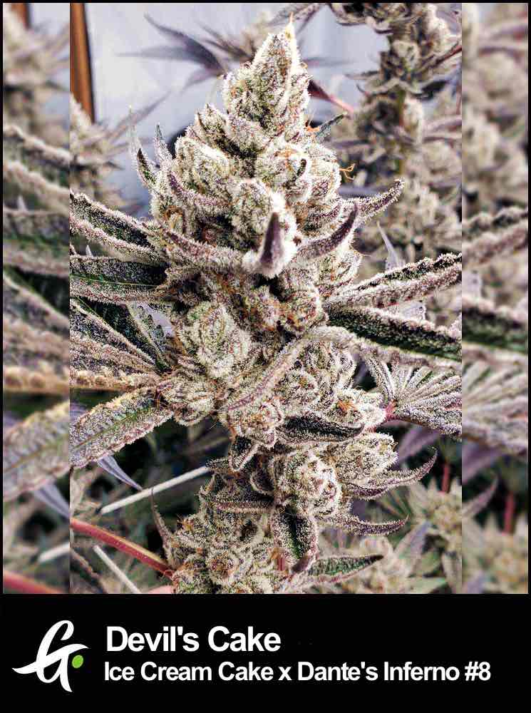 Devils Cake (Ice Cream Cake x Dante´s Inferno) - Greenpoint 3 Samen (F) Greenpointseeds