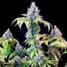 Dynamite Diesel - Tyson 2.0 Royal Queen Seeds 3 Samen (F) Royal Queen Seeds