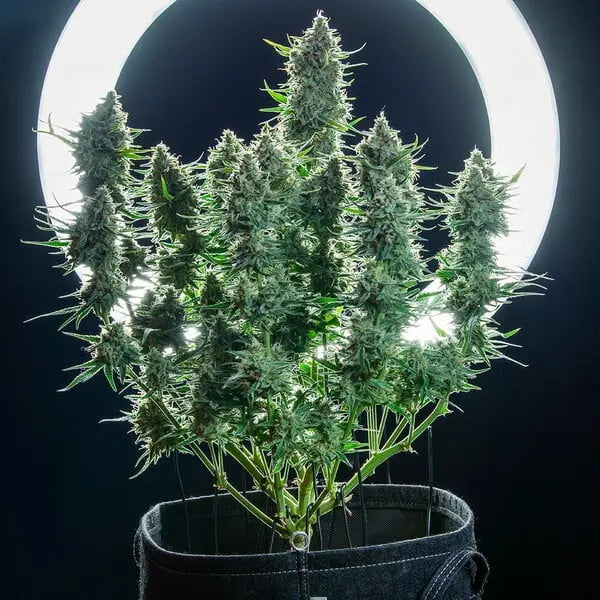 Green Gelato Auto (Green Gelato x Cookies Auto) - Royal Queen Seeds 3 Samen (F)(Auto) Royal Queen Seeds