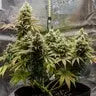 Lemon Shining Silver Haze - Royal Queen Seeds 3 Samen (F) Royal Queen Seeds