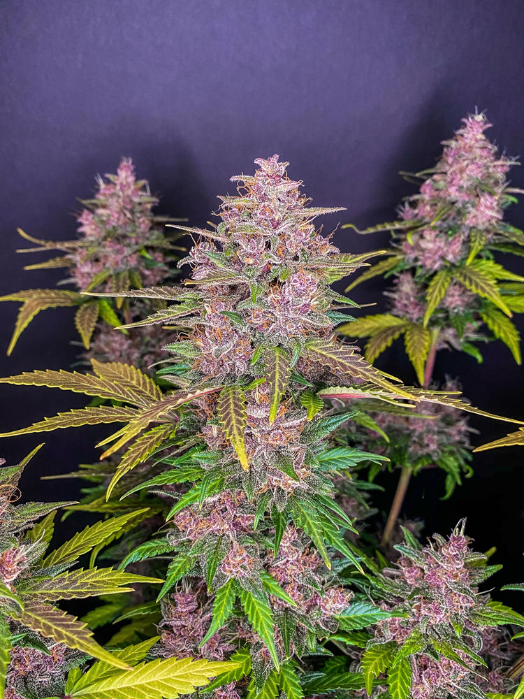Lsd-25 Auto - Fastbuds 5 Samen (F) Fastbuds