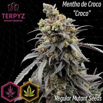 Mentha de Croco &