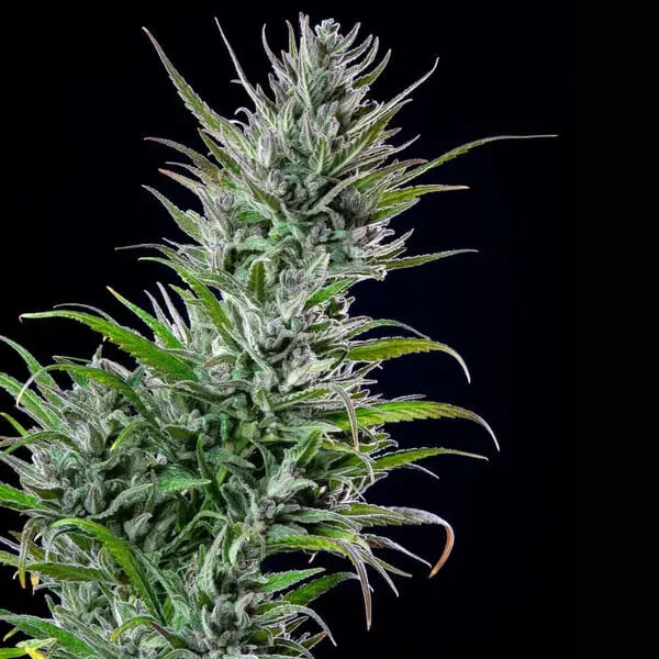 Northern Light - Royal Queen Seeds 3 Samen (F) Royal Queen Seeds