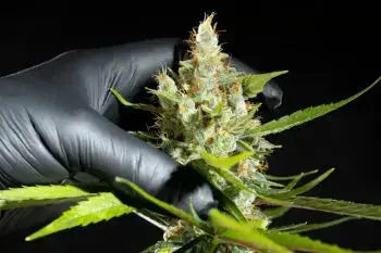 Oreoz USA - Kannabia 10+3 Samen (F) Kannabia