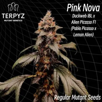 Pink Nova Regular Seeds - 10 TerpyZ Mutant Genetics