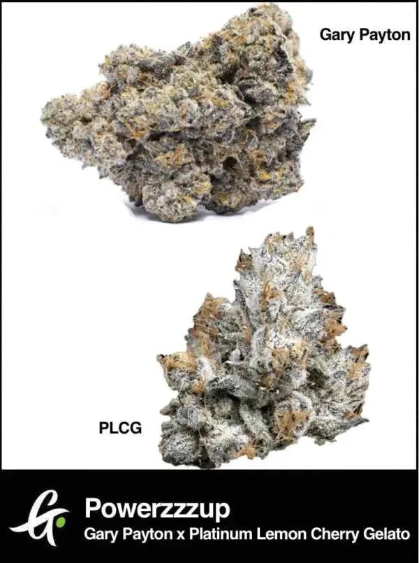 Powerzzzup (Gary Payton x Platinum Lemon Cherry Gelato) - Greenpoint 1 Samen (F) Greenpointseeds