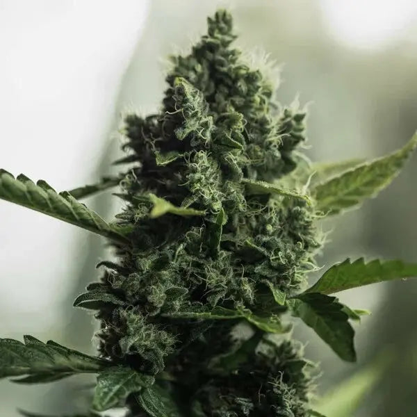 Royal Gorilla - Royal Queen Seeds 3 Samen (F) Royal Queen Seeds
