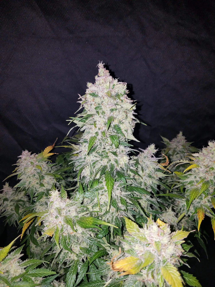 Stardawg - Fastbuds Auto 5 Samen (F) Fastbuds