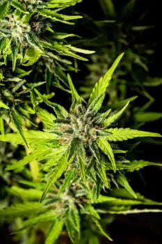 Strawberry Haze Auto - Kannabia 10+3 Samen (F) Kannabia