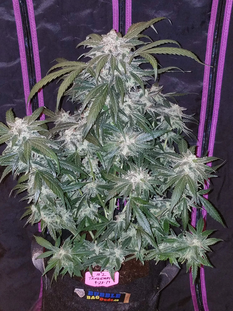 Tangie Auto - Fastbuds 5 Samen (F) Fastbuds