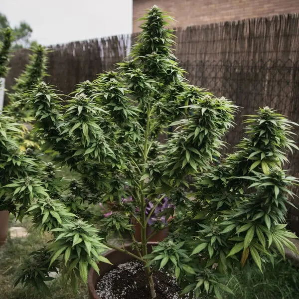 White Widow - Royal Queen Seeds 3 Samen (F) Royal Queen Seeds