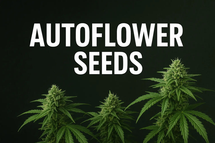 Autoflower Samen