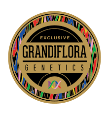 Grandiflora Genetics