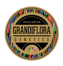 Grandiflora Genetics