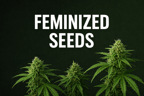 Feminiesierte Cannabissamen kaufen