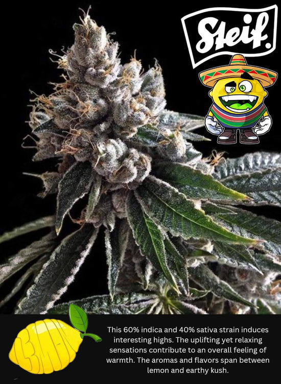 Lemonade - Steif Cali Genetics 2 Samen (R)