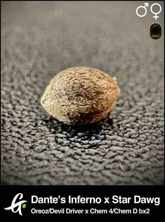 Dante’s Inferno x Star Dawg Greenpoint Samen 10 (R)