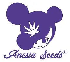 Epic Buzz Auto Feminised Seeds - 5 Anesia Seeds