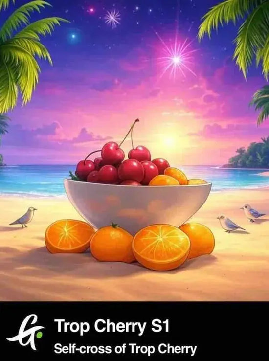 Trop Cherry S1 - Greenpoint 1 Samen (F)