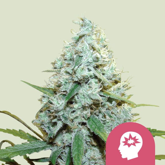 AMG - Royal Queen Seeds 3 Samen (F)