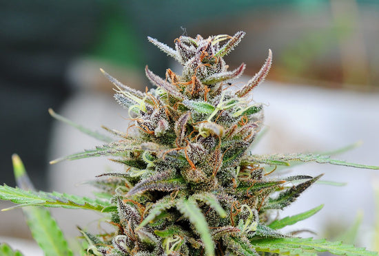 Baby Boom Auto - Kannabia 10+3 Samen (F)