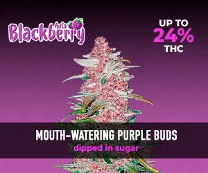 Blackberry Auto - Fastbuds 5 Samen (F) Fastbuds