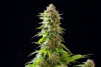 Cookies Haze - Kannabia 10+3 Samen (F)