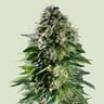 Corkscrew - Tyson 2.0 Royal Queen Seeds Auto 3 Samen (F)