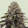 Dynamite Diesel - Tyson 2.0 Royal Queen Seeds 3 Samen (F)