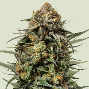 Gelato 44 - Tyson 2.0 Royal Queen Seeds 3 Samen (F)