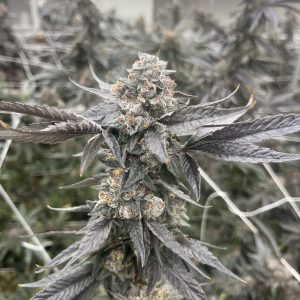 Grand Gasoline (Grape Gasoline x Grand Daddy Purple) - Bred by 42 3 Samen (F)