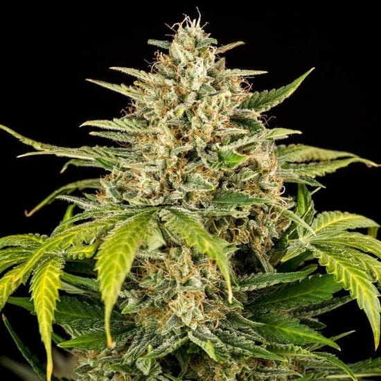 Green Gelato Auto (Green Gelato x Cookies Auto) - Royal Queen Seeds 3 Samen (F)(Auto)
