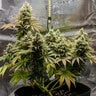 Lemon Shining Silver Haze - Royal Queen Seeds 3 Samen (F)