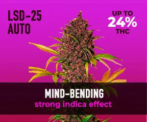 Lsd-25 Auto - Fastbuds 5 Samen (F)